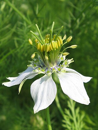 Nigella sativa flower